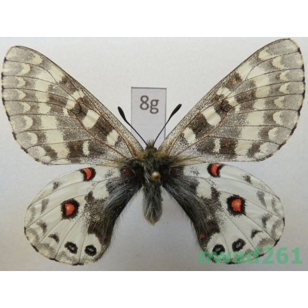 Parnassius orleans toshikoe China8g